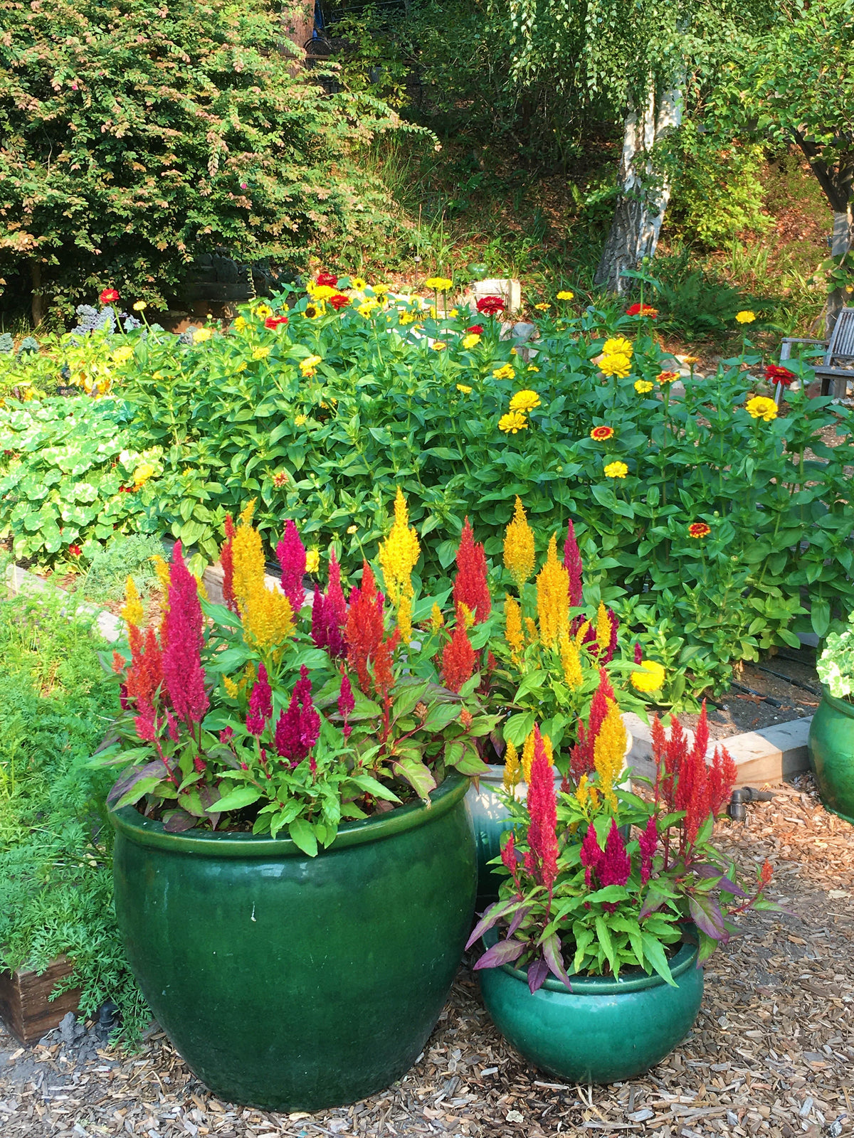 Rainbow Plume Celosia - Hippie Tie Dye