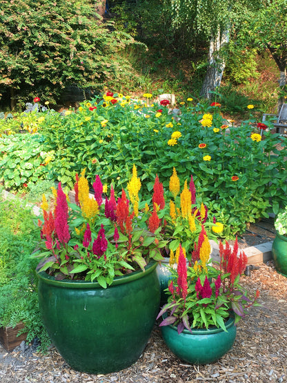 Rainbow Plume Celosia - Hippie Tie Dye