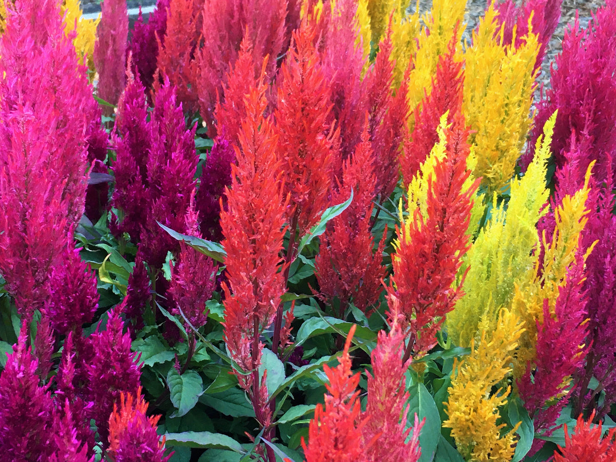 Rainbow Plume Celosia - Hippie Tie Dye