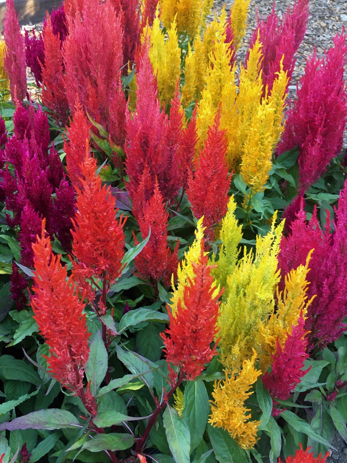 Rainbow Plume Celosia - Hippie Tie Dye