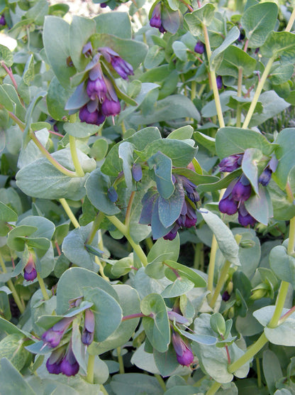 Hummingbird Cerinthe - Pride of Gibraltar