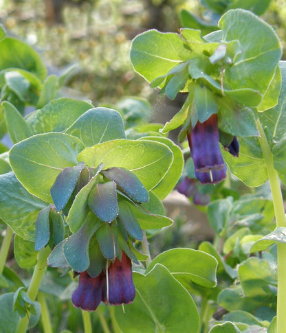 Hummingbird Cerinthe - Pride of Gibraltar