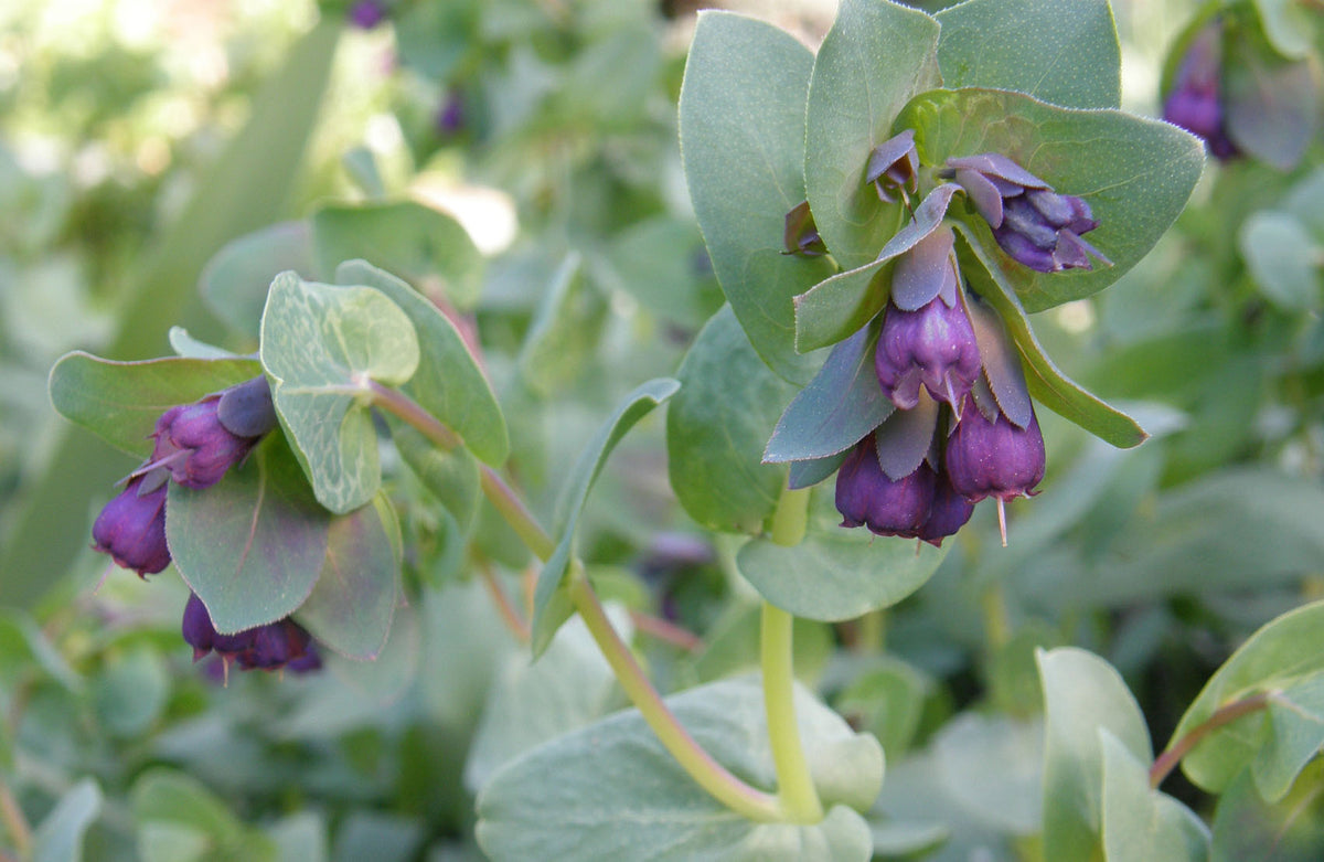 Hummingbird Cerinthe - Pride of Gibraltar