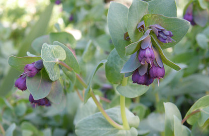 Hummingbird Cerinthe - Pride of Gibraltar