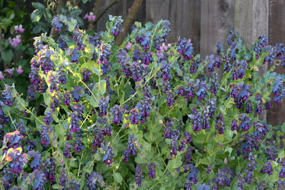 Hummingbird Cerinthe - Pride of Gibraltar