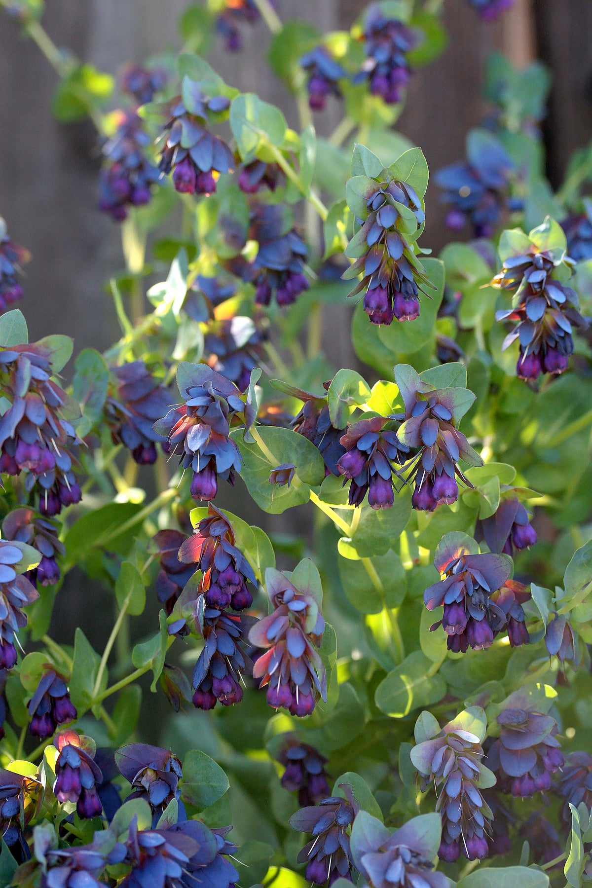 Hummingbird Cerinthe - Pride of Gibraltar