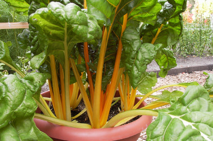 Container Chard - Pot of Gold