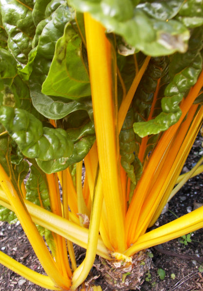 Container Chard - Pot of Gold