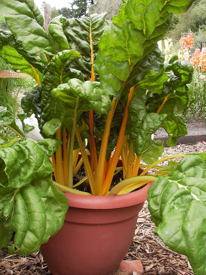 Container Chard - Pot of Gold
