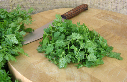 Heirloom Herbs - French Chervil