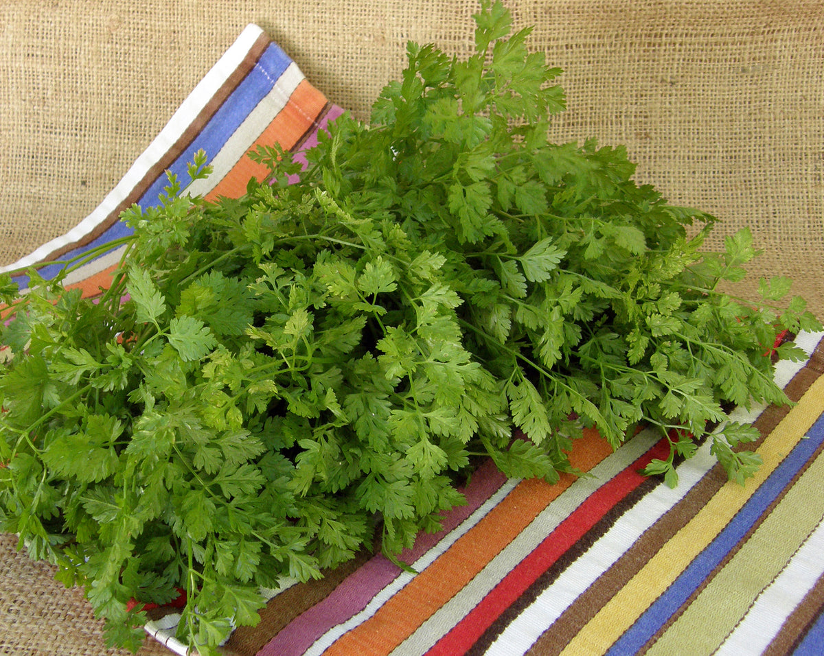 Heirloom Herbs - French Chervil