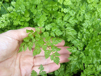Heirloom Herbs - French Chervil