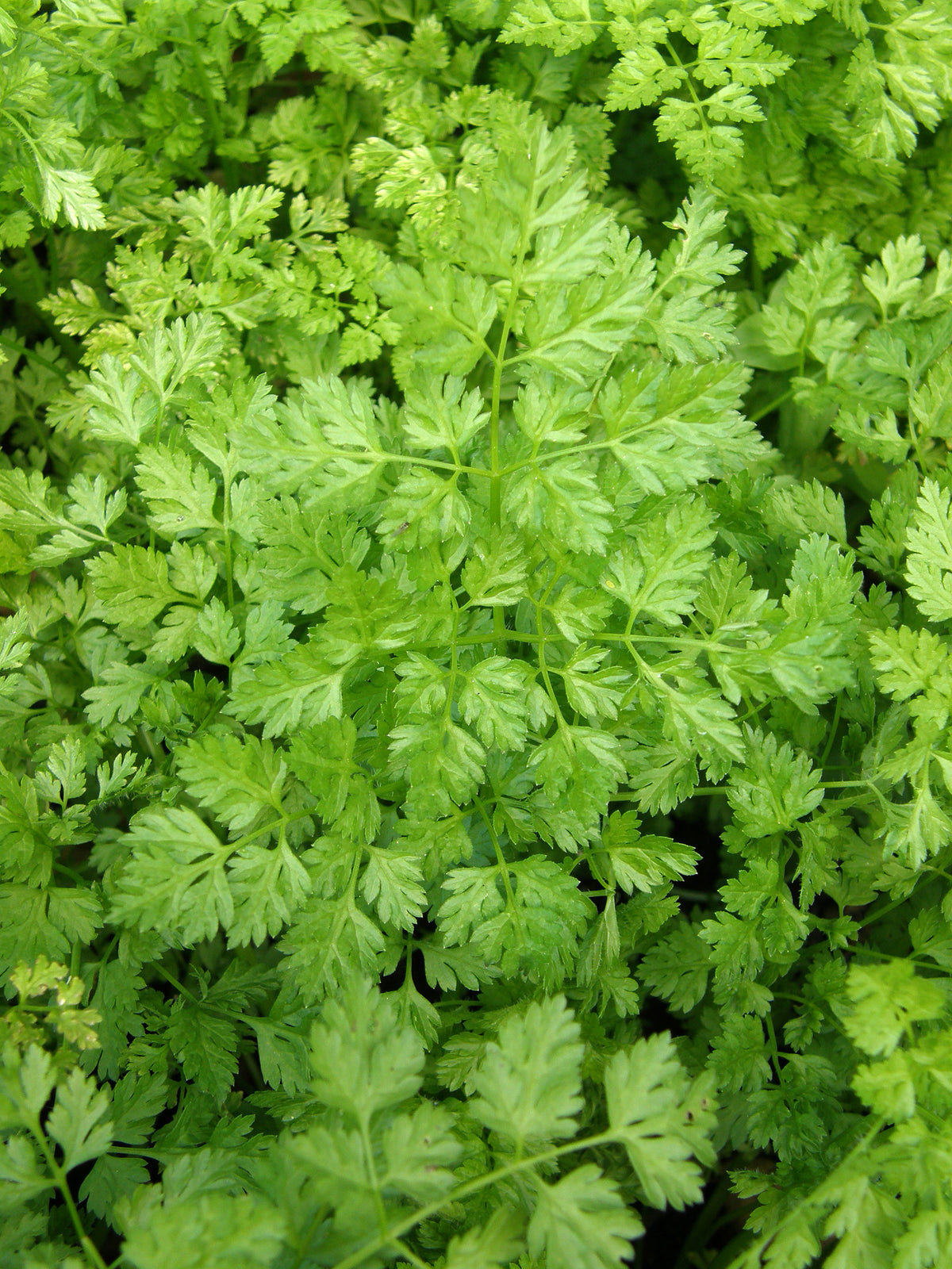 Heirloom Herbs - French Chervil