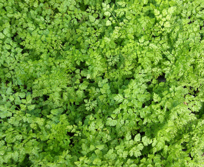 Heirloom Herbs - French Chervil