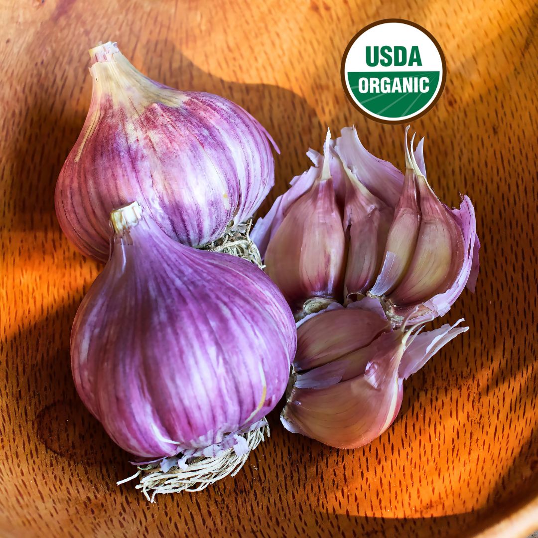 Seed Garlic - Chesnok Red Organic