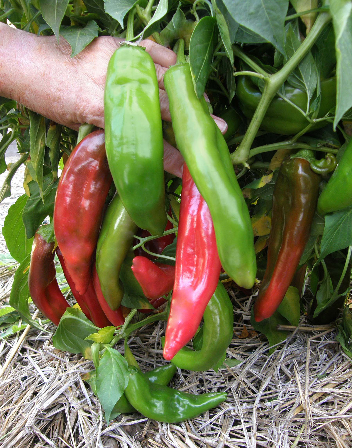 Heritage Chile - NuMex Joe E Parker