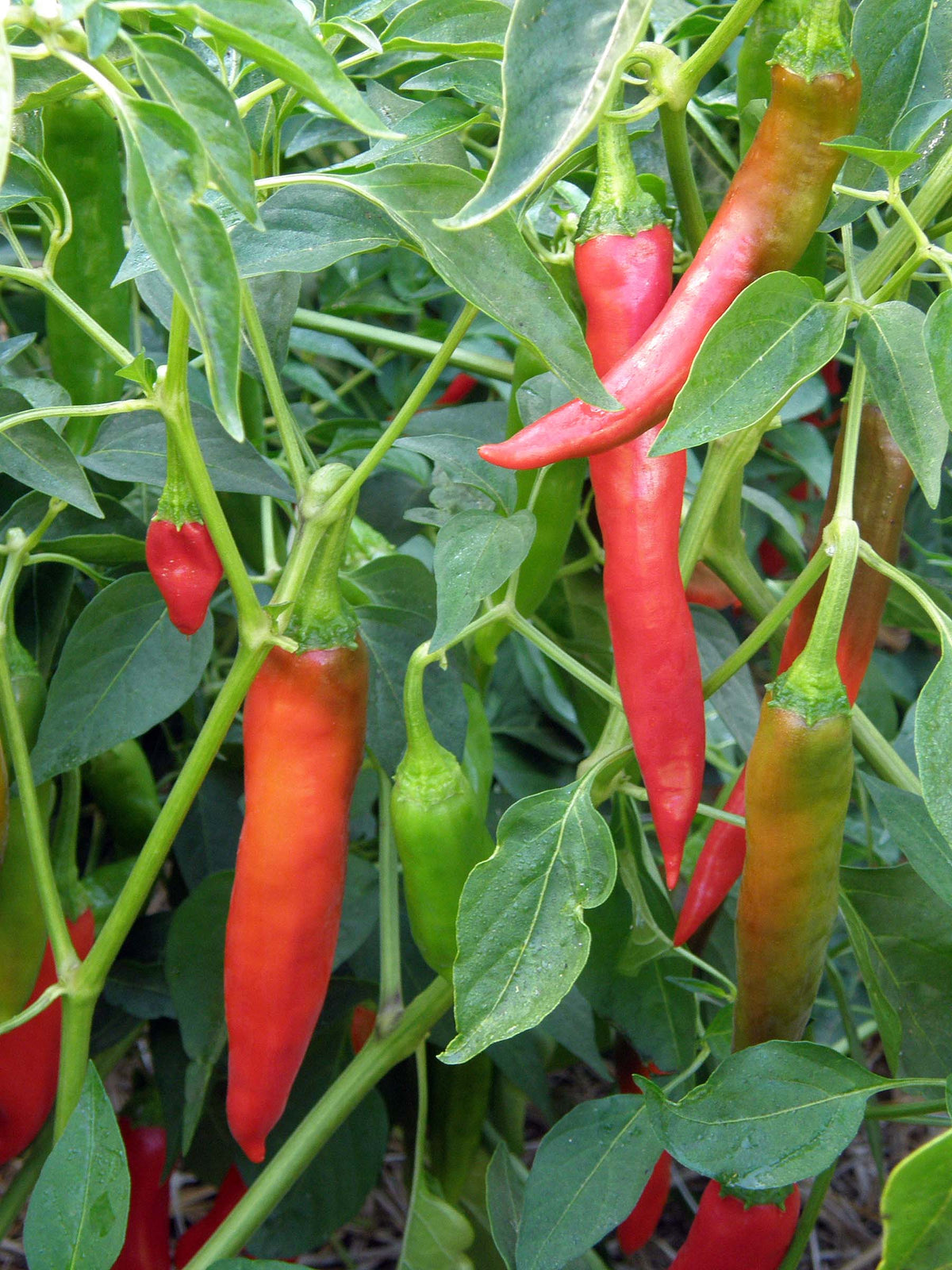 Traditional Chile Peppers - Tibetan Lhasa