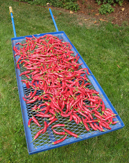 Traditional Chile Peppers - Tibetan Lhasa