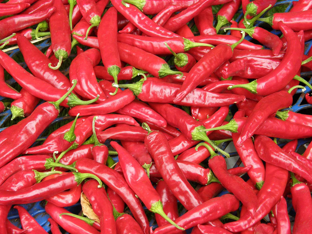 Traditional Chile Peppers - Tibetan Lhasa