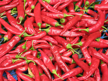 Traditional Chile Peppers - Tibetan Lhasa
