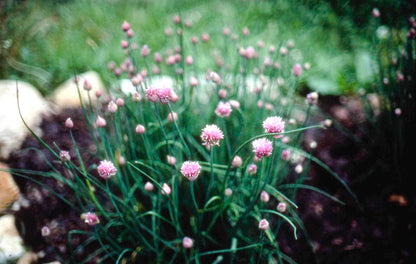 Easy To Grow - The Container Herb Garden