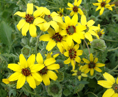 Fragrant Wildflowers - Heirloom Chocolate Daisy