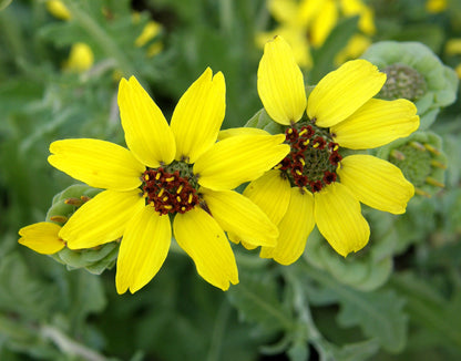 Fragrant Wildflowers - Heirloom Chocolate Daisy