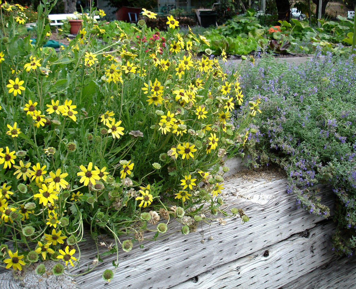 Fragrant Wildflowers - Heirloom Chocolate Daisy