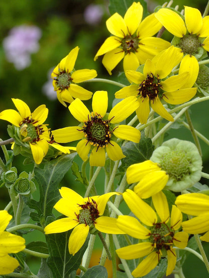 Fragrant Wildflowers - Heirloom Chocolate Daisy