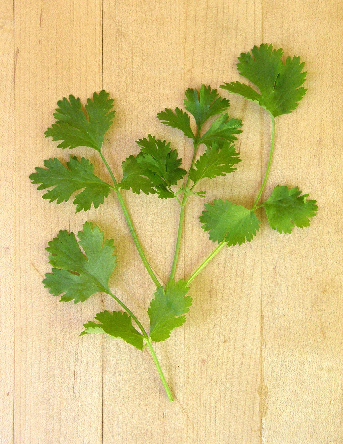 Bonus Pack - Heirloom Cilantro Organic