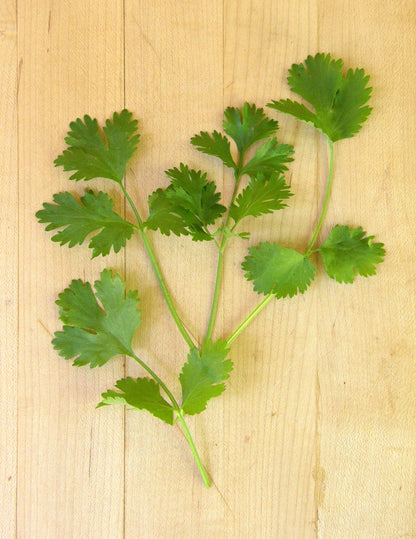 Bonus Pack - Heirloom Cilantro Organic