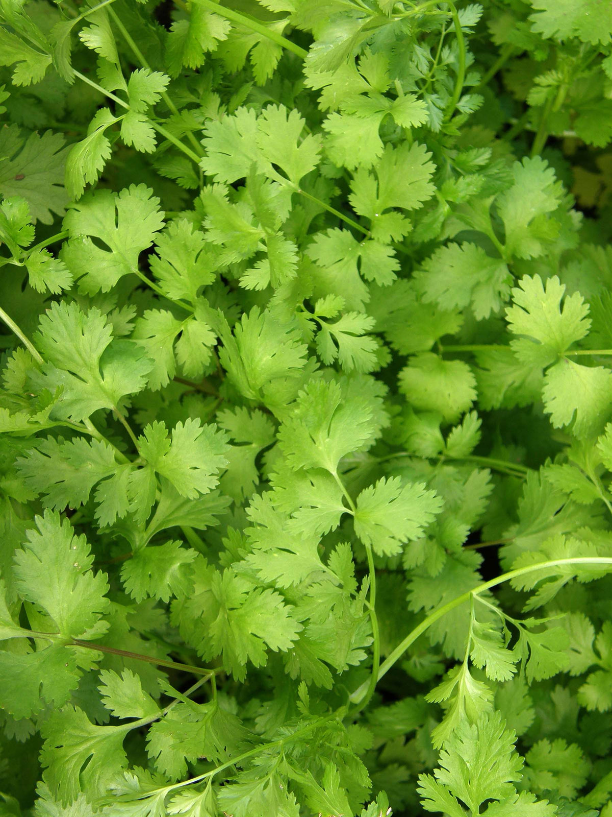 Bonus Pack - Heirloom Cilantro Organic