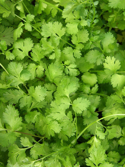 Bonus Pack - Heirloom Cilantro Organic