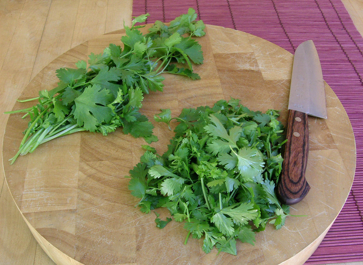 Kitchen Herbs - Slow-Bolt Cilantro