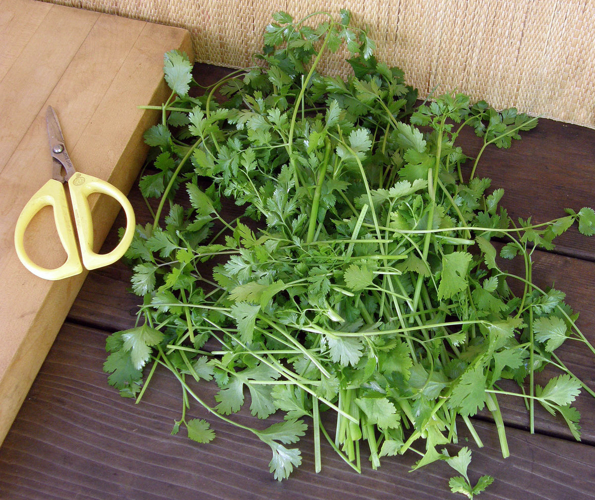 Kitchen Herbs - Slow-Bolt Cilantro