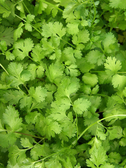 Kitchen Herbs - Slow-Bolt Cilantro