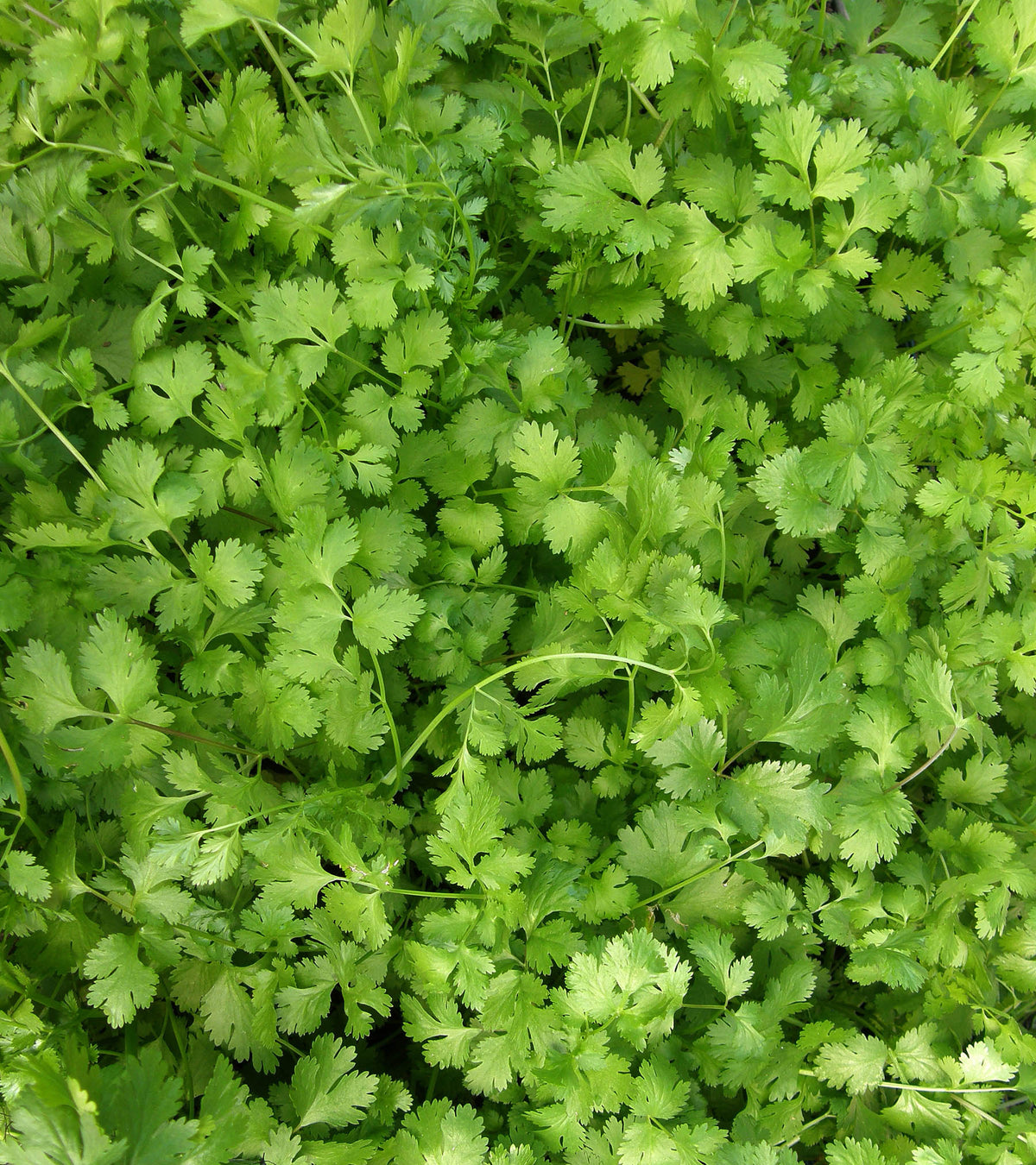 Kitchen Herbs - Slow-Bolt Cilantro