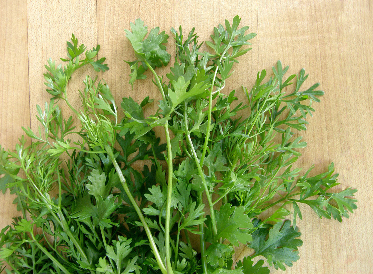 Vietnamese Heirloom - Bac Lieu Cilantro