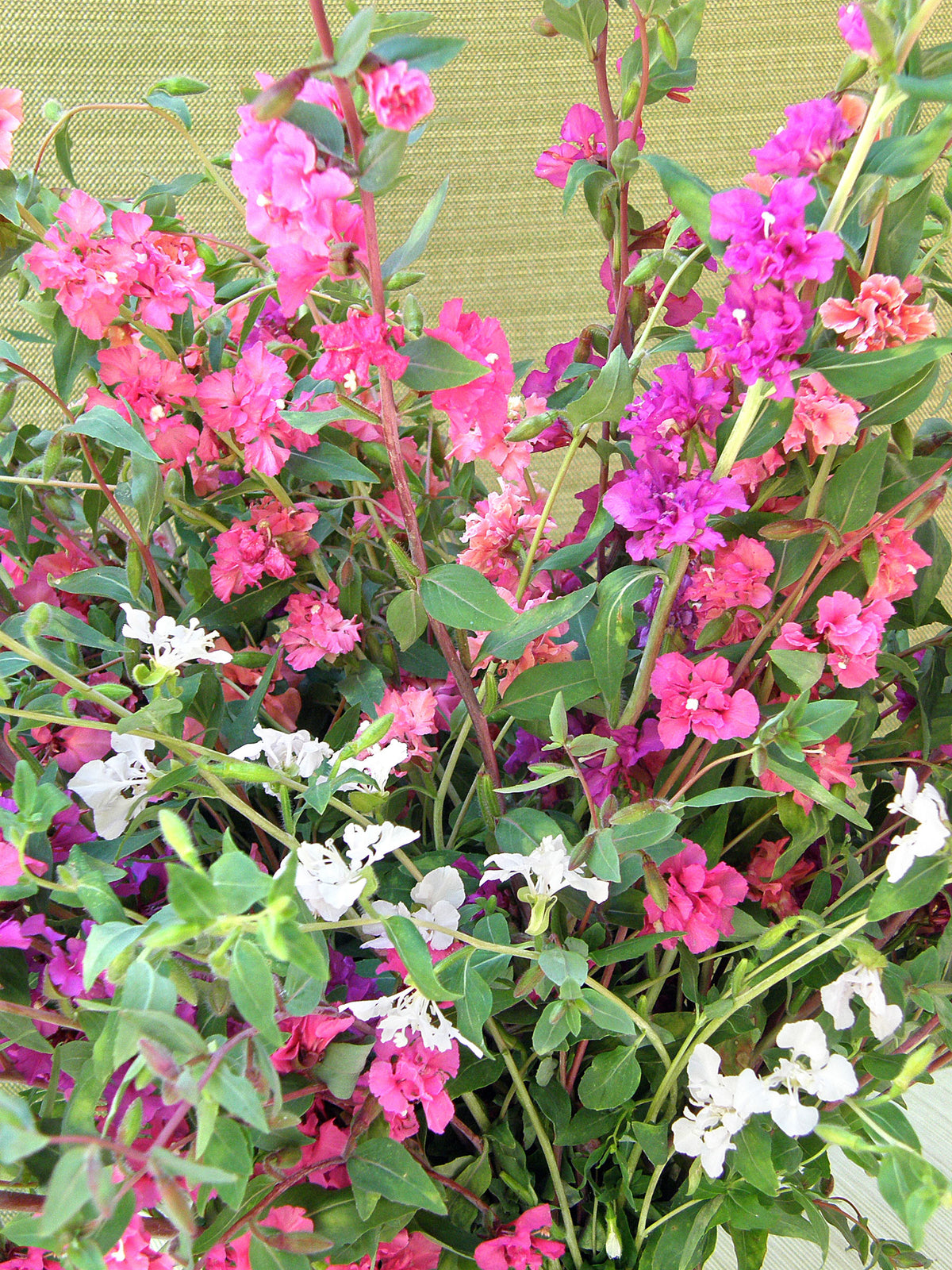 Heirloom Flowers - Mountain Garland Clarkia