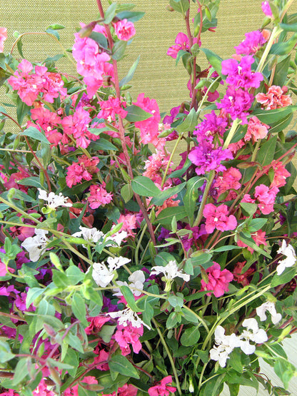 Heirloom Flowers - Mountain Garland Clarkia