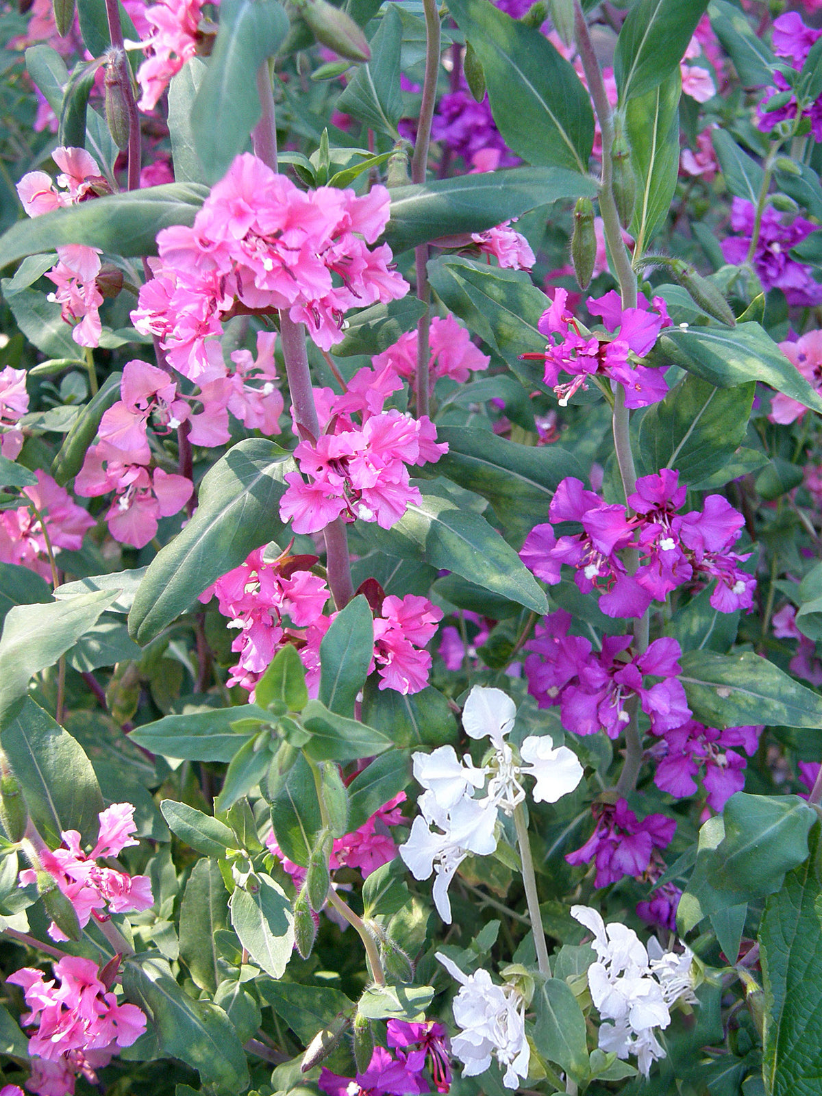 Heirloom Flowers - Mountain Garland Clarkia