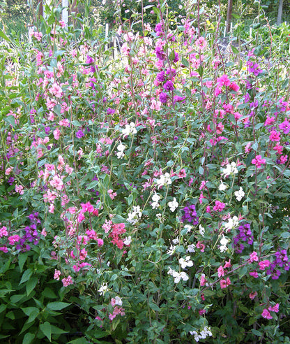 Heirloom Flowers - Mountain Garland Clarkia
