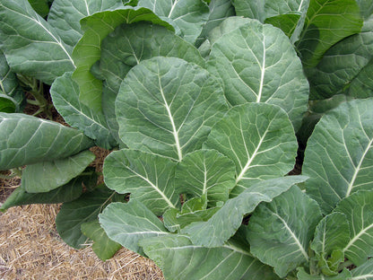 Gourmet Collards - Green Flash
