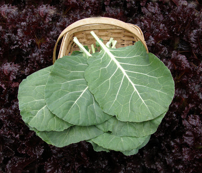 Gourmet Collards - Green Flash
