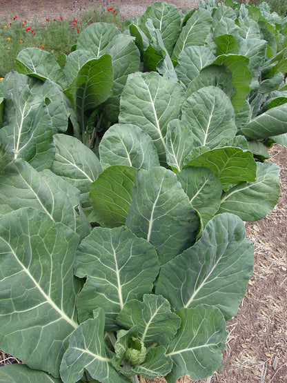 Gourmet Collards - Green Flash