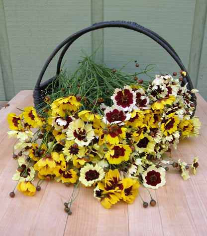 Butterfly Coreopsis - Incredible