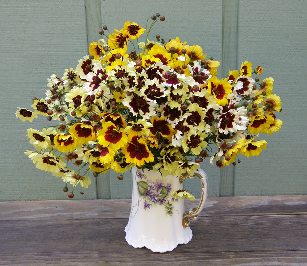 Butterfly Coreopsis - Incredible