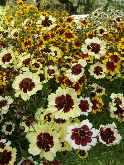 Butterfly Coreopsis - Incredible