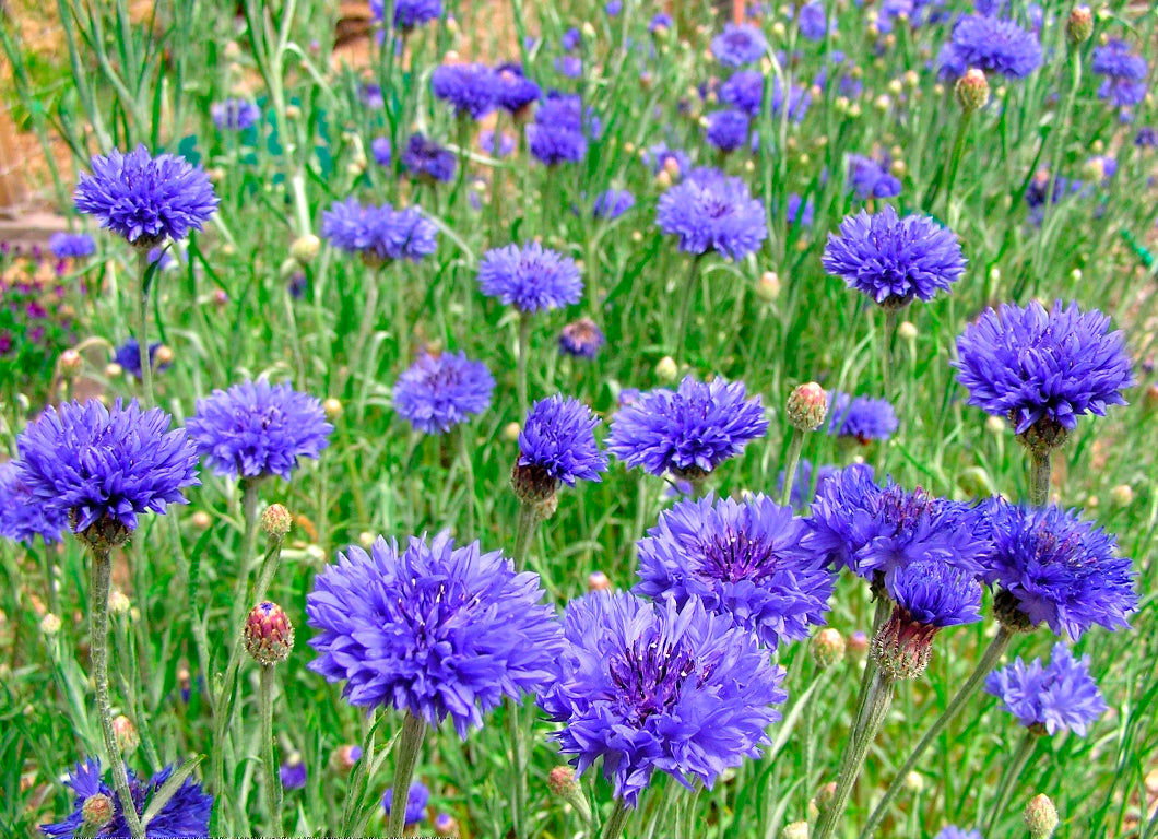 Heirloom Cornflowers - Blue Boy