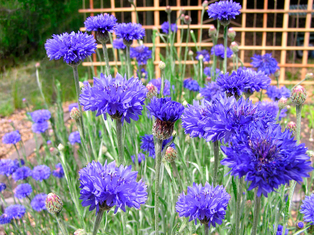 Heirloom Cornflowers - Blue Boy